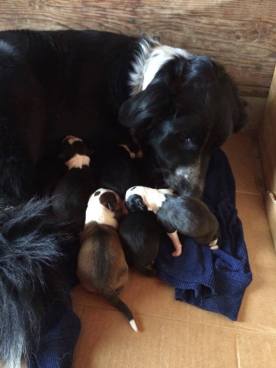 19511334_1739841386317069_323643939400082292_n