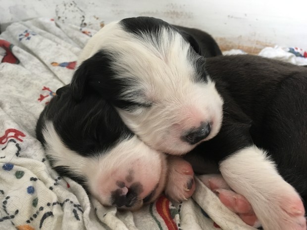 27046304_10112083151828694_1471100339_o