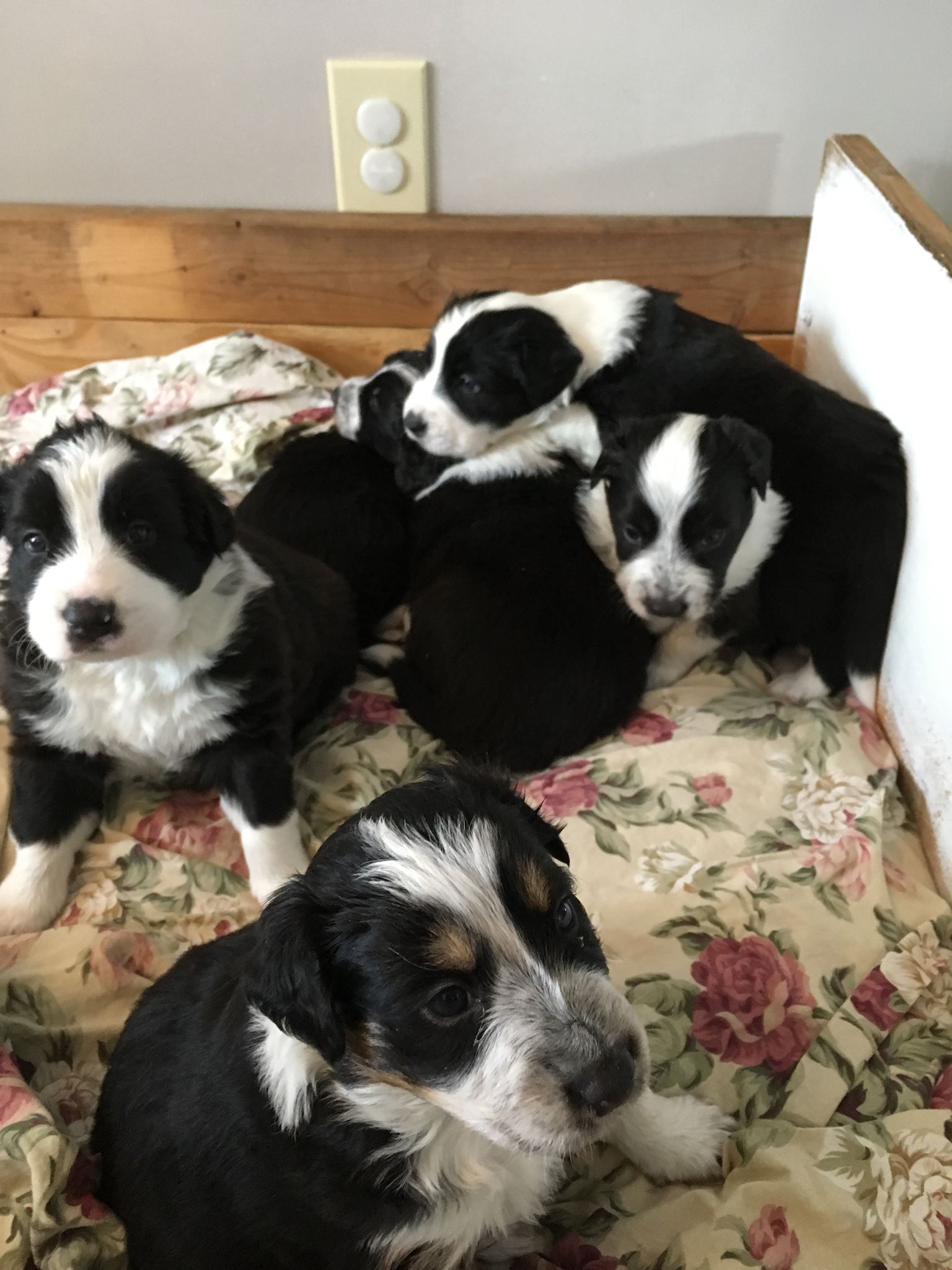 27709859_1829077314060142_6809263506829643891_o