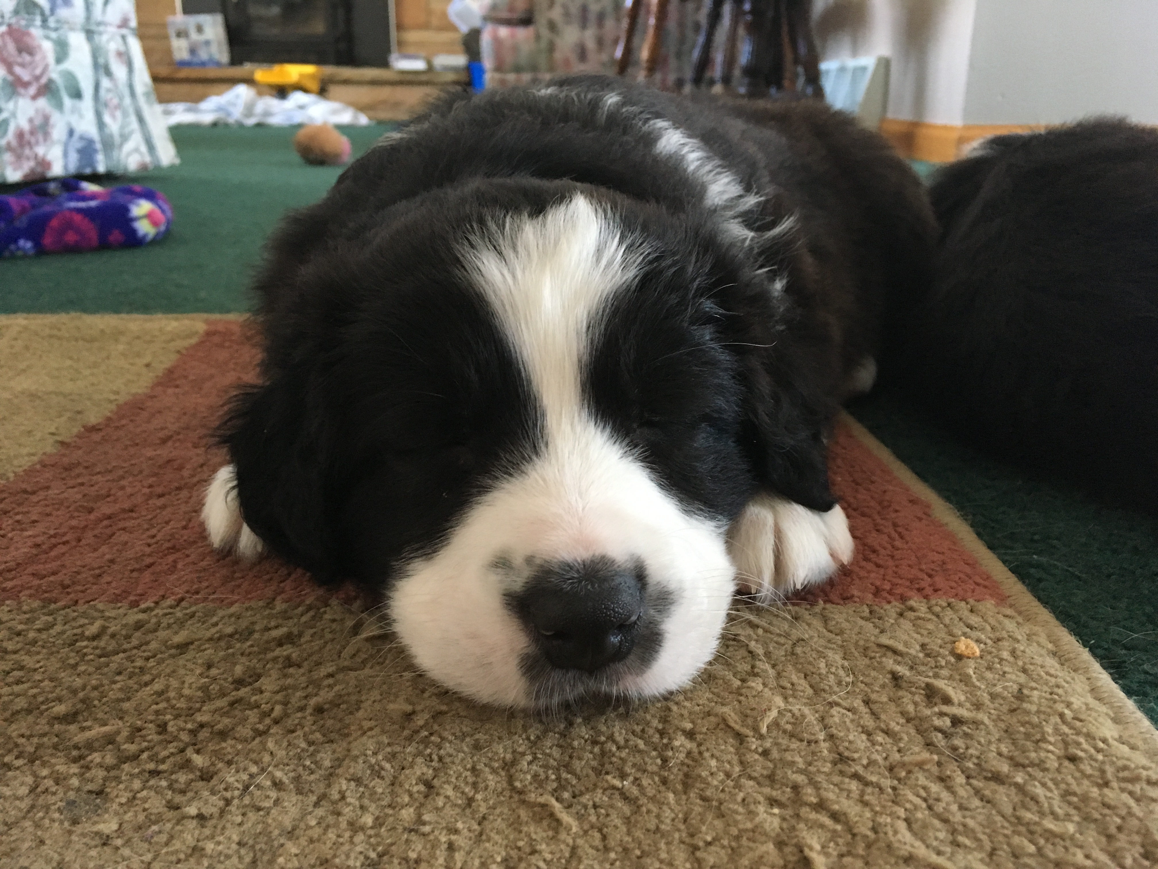 28125532_10112261215851964_1608797007_o