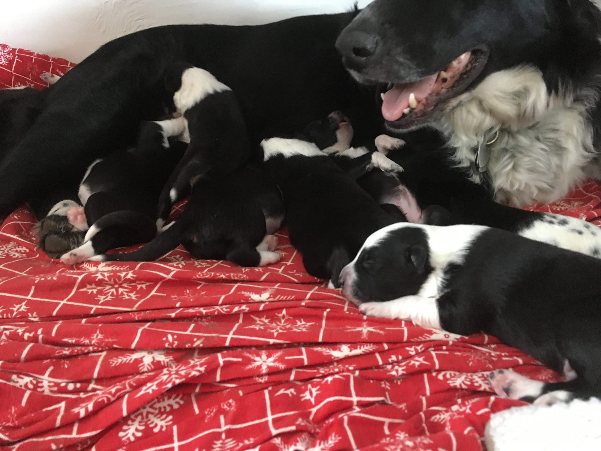 47573331_1998057590495446_7819745358375813120_o