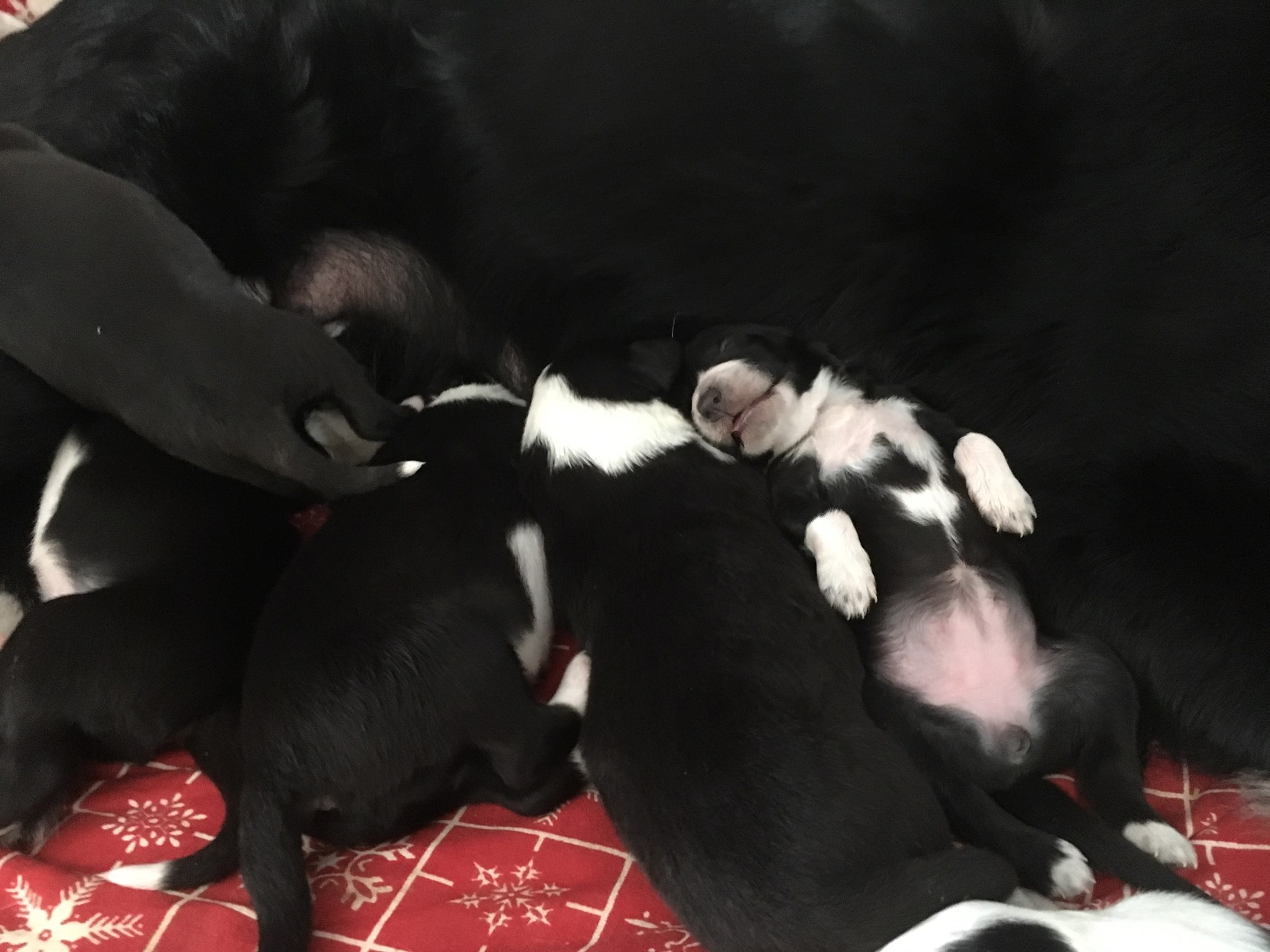 47573963_1998057560495449_3059993267291553792_o